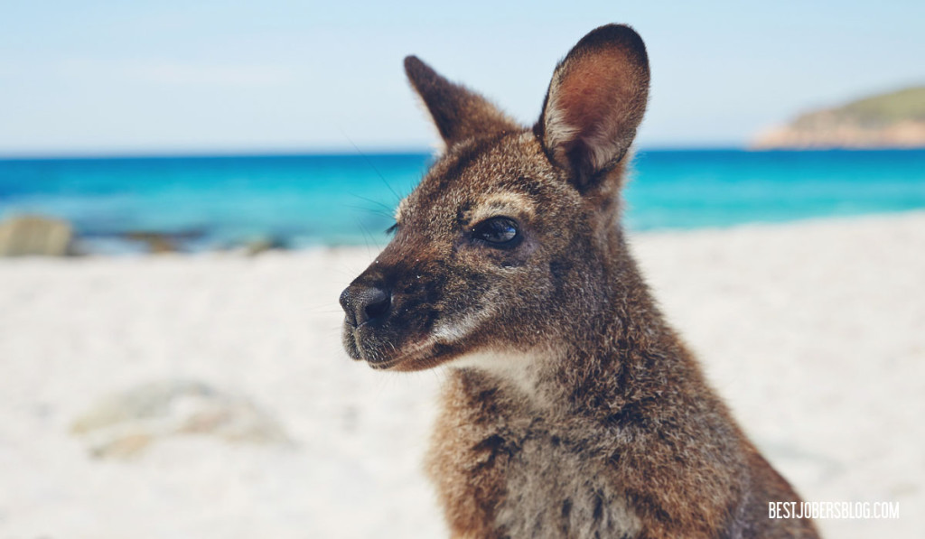 Wallaby plage tasmanie