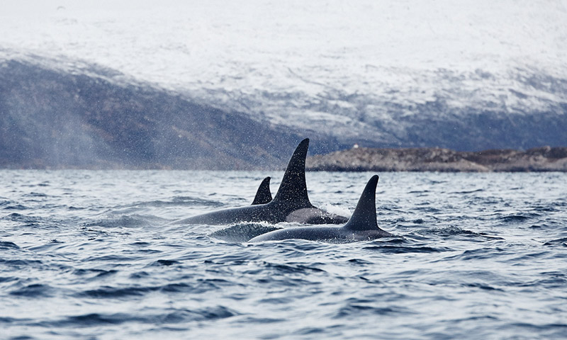 orques dans la nature