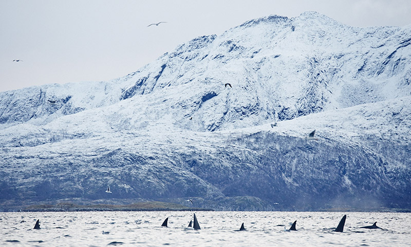 voir orque norvege