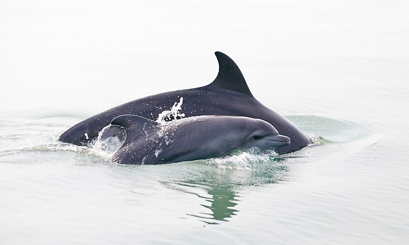 dauphins en liberte puerto vallarta