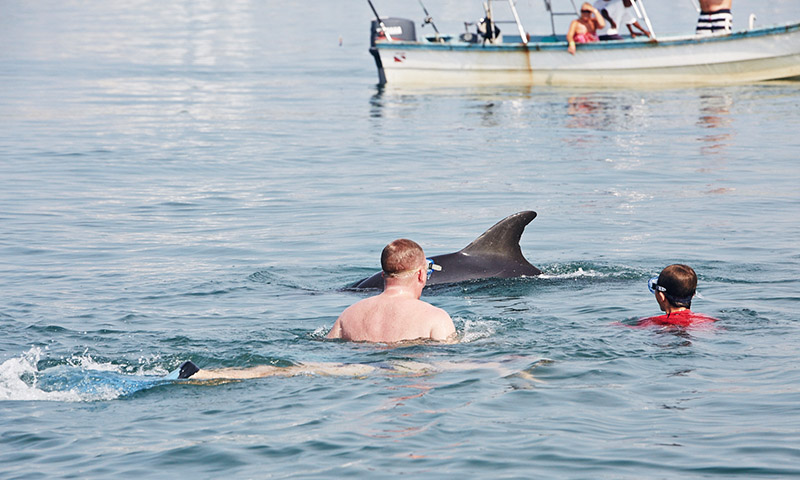 nager avec les dauphins en liberte au mexique