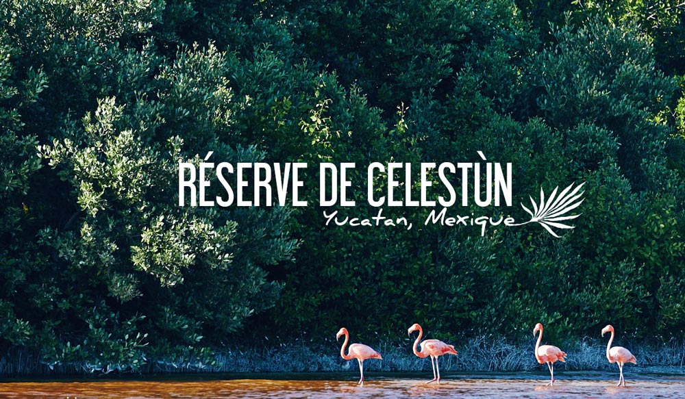 Reserve de Celestun, Mexique