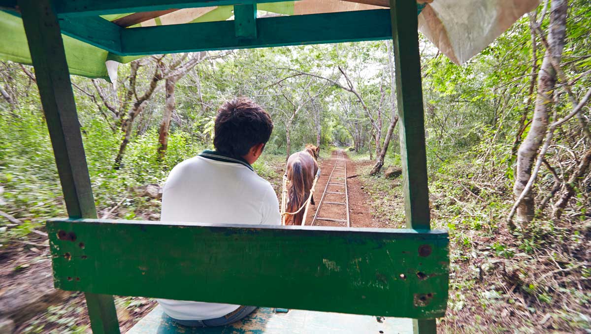 Cenotes-Cuzama cheval