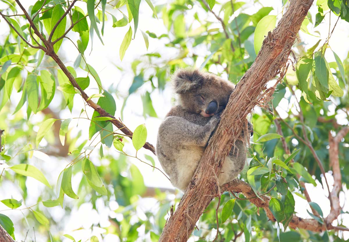 Koala-Great-Ocean-Road-Australie