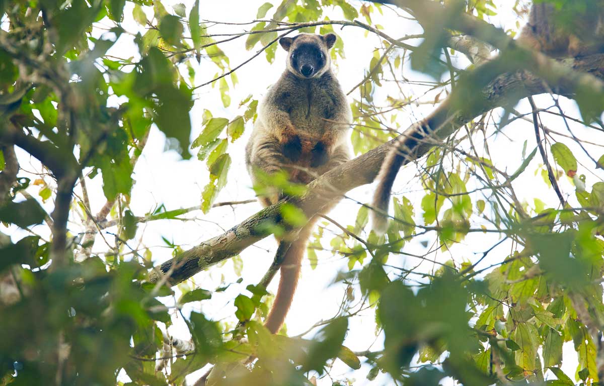 Tree-Kangourou-Australie