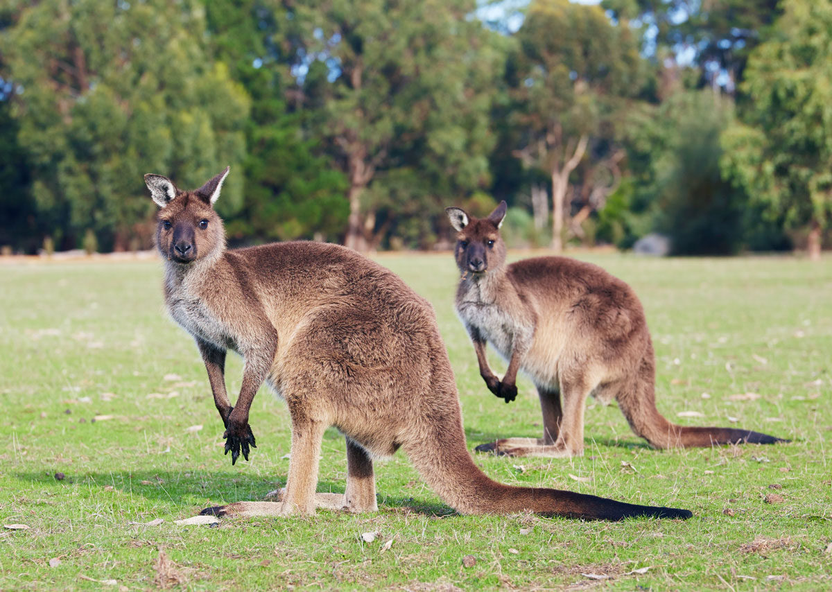 kangourou-Kangaroo-island-australie