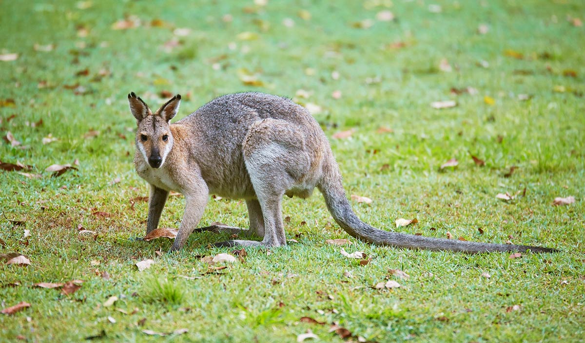 kangourou-queensland-ou-les-voir