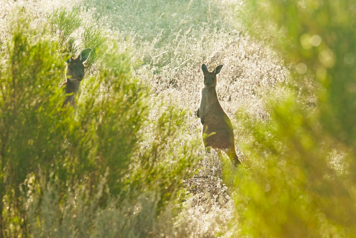 spots-kangourou-australie