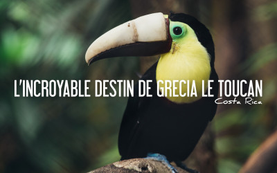 COSTA RICA | L’INCROYABLE DESTIN DE GRECIA, le Toucan mutilé devenu l’icône de tout un pays