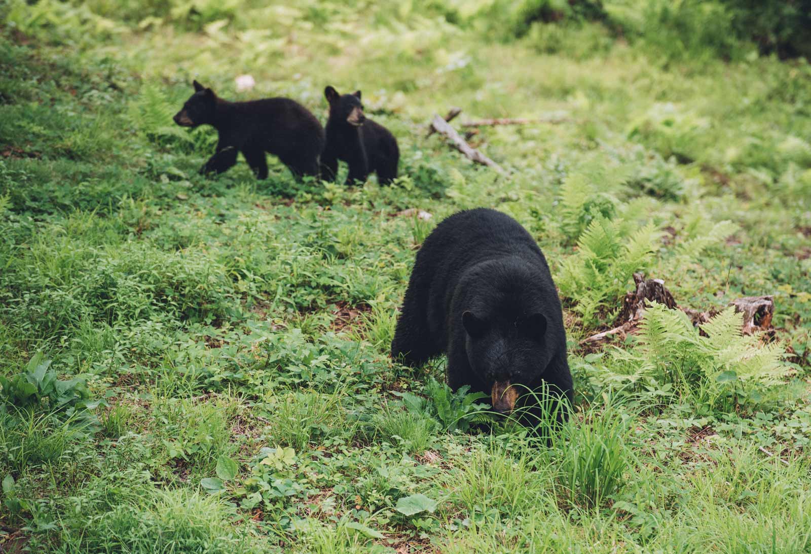 ou voir des ours noirs au canada