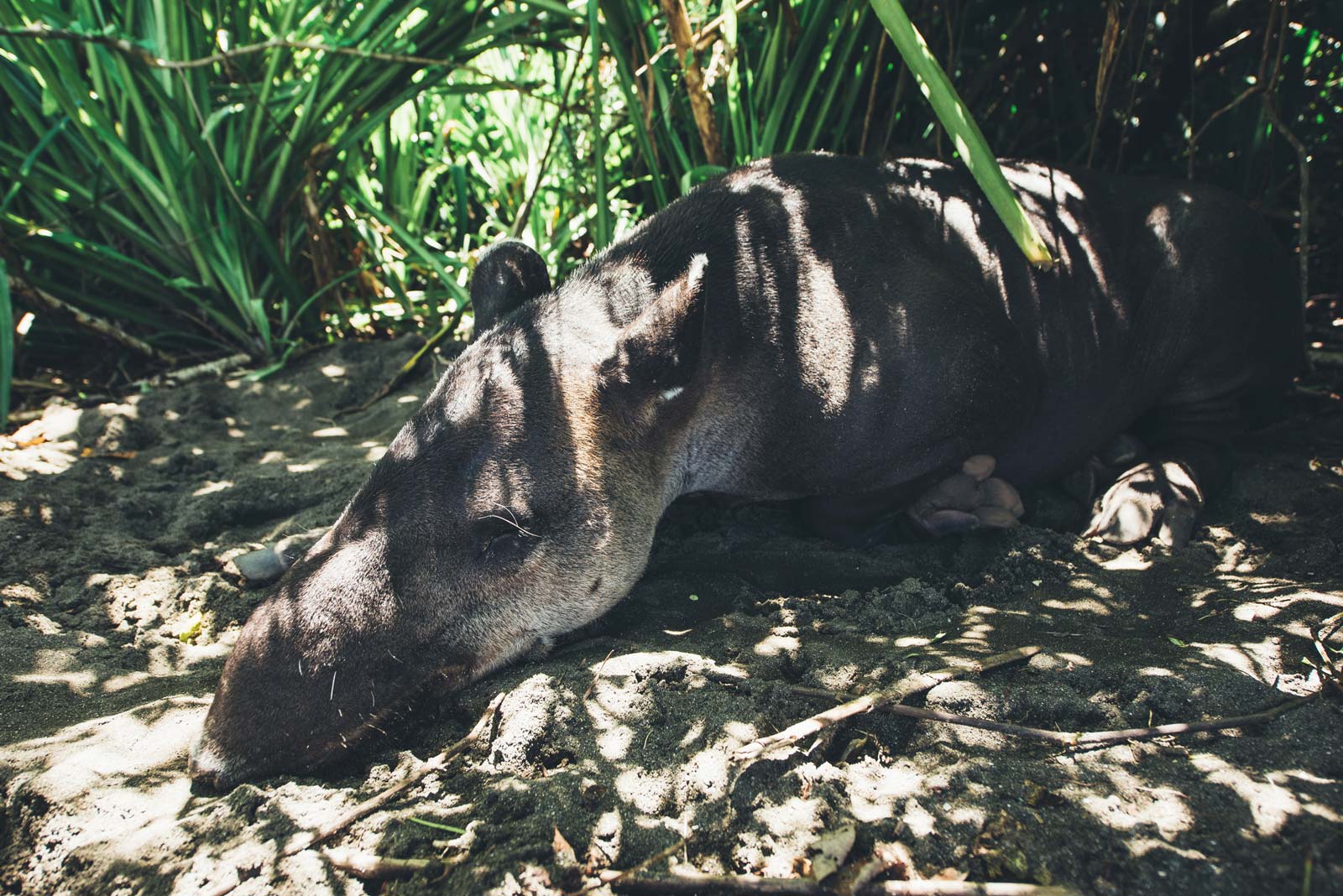 tapir corcovado costa rica