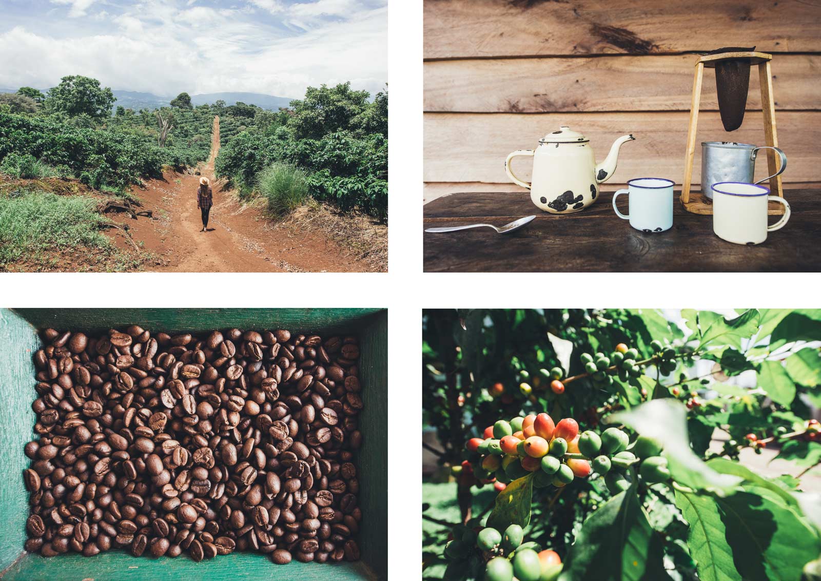 plantation de café costa rica