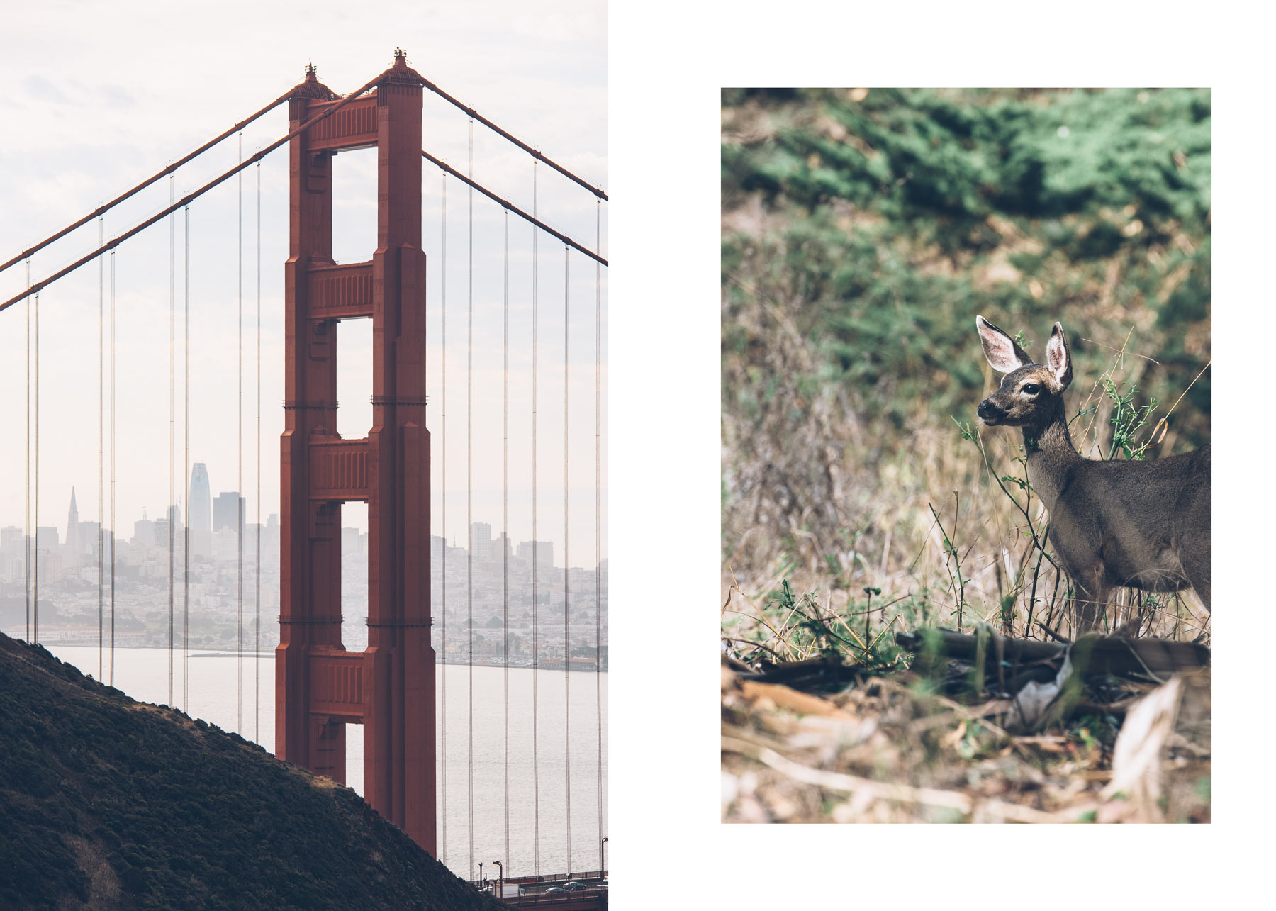 Voir des biches à San Francisco près du Golden Gate! 