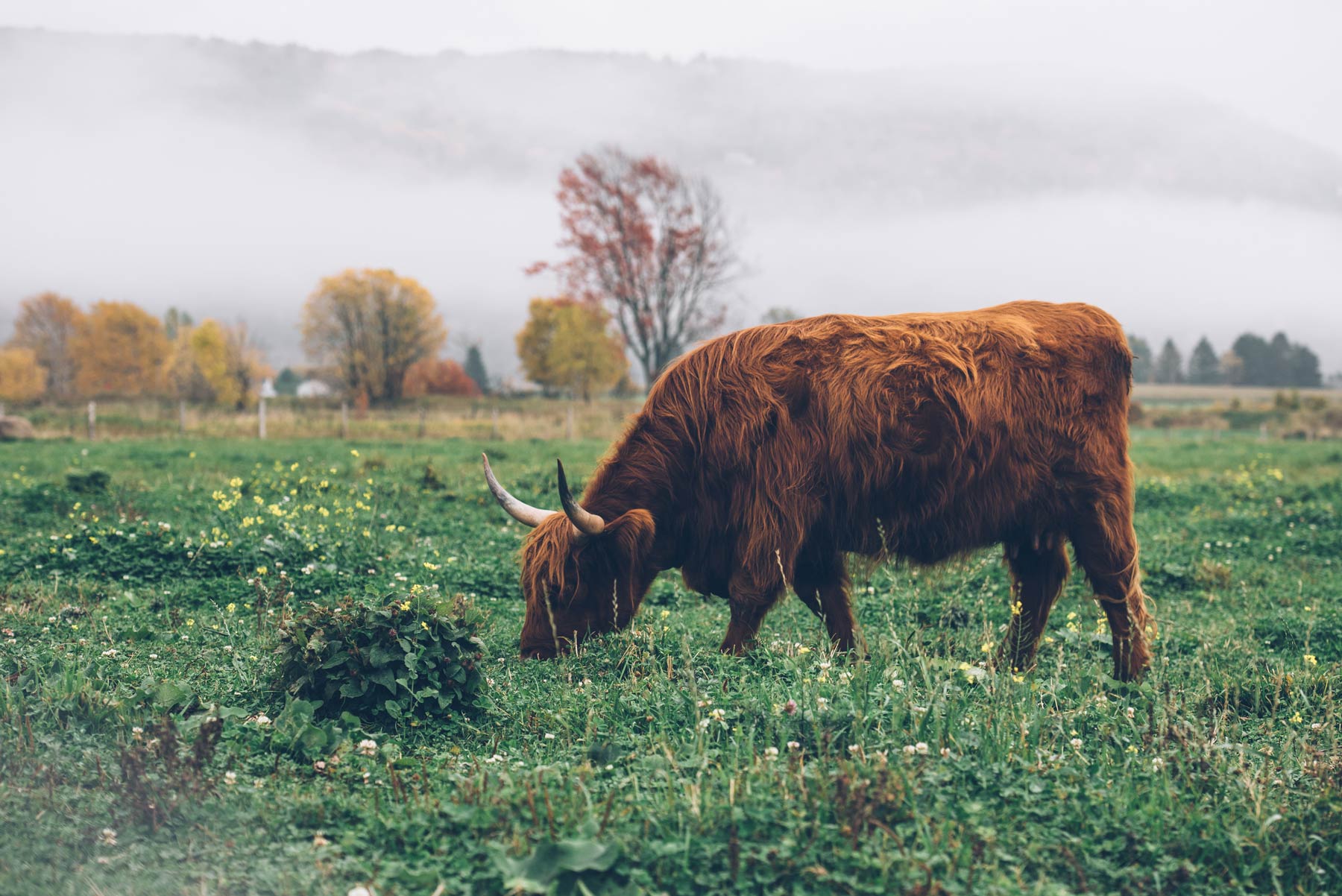 Highland Cattle, Québec