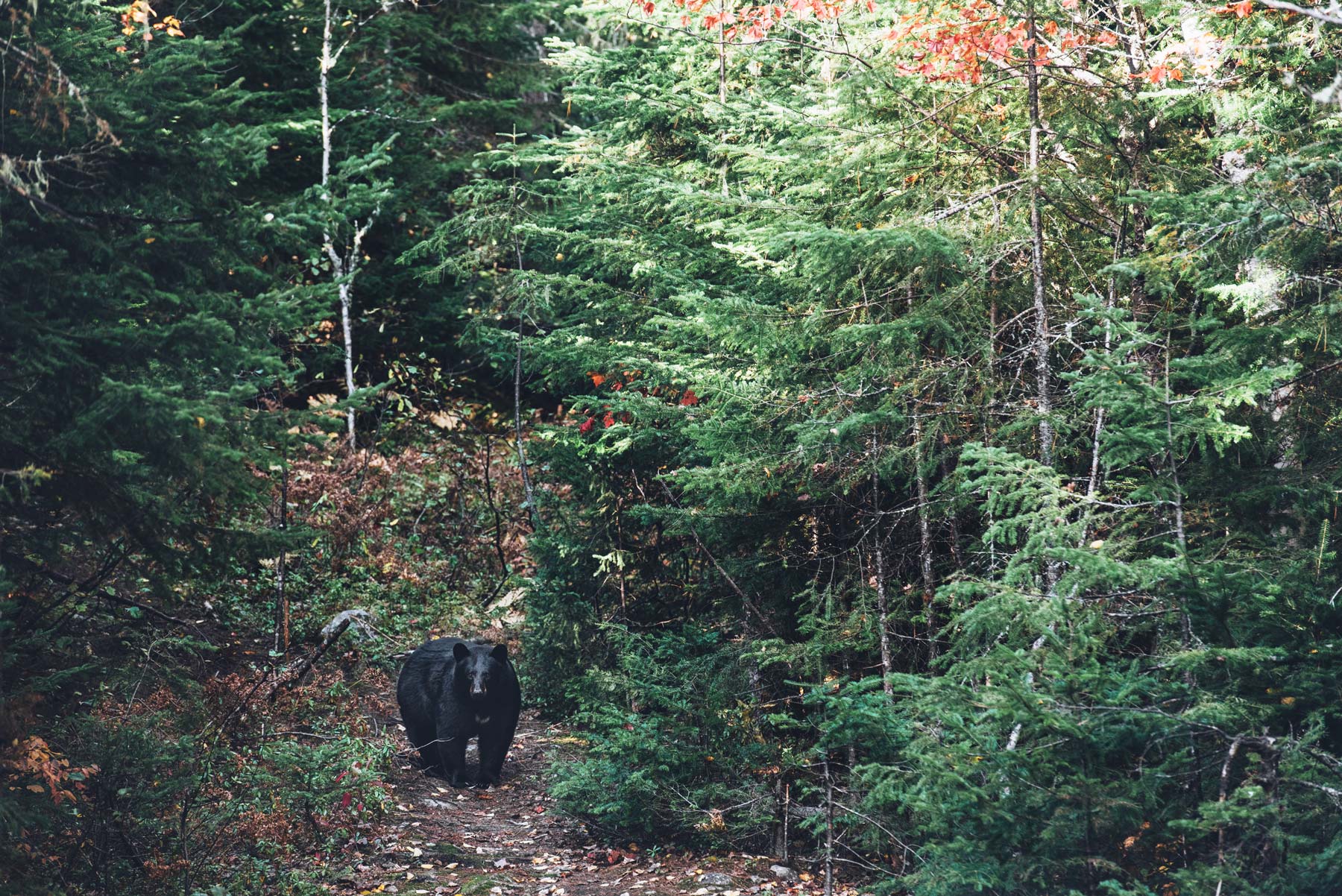 Voir des Ours Noirs au Québec