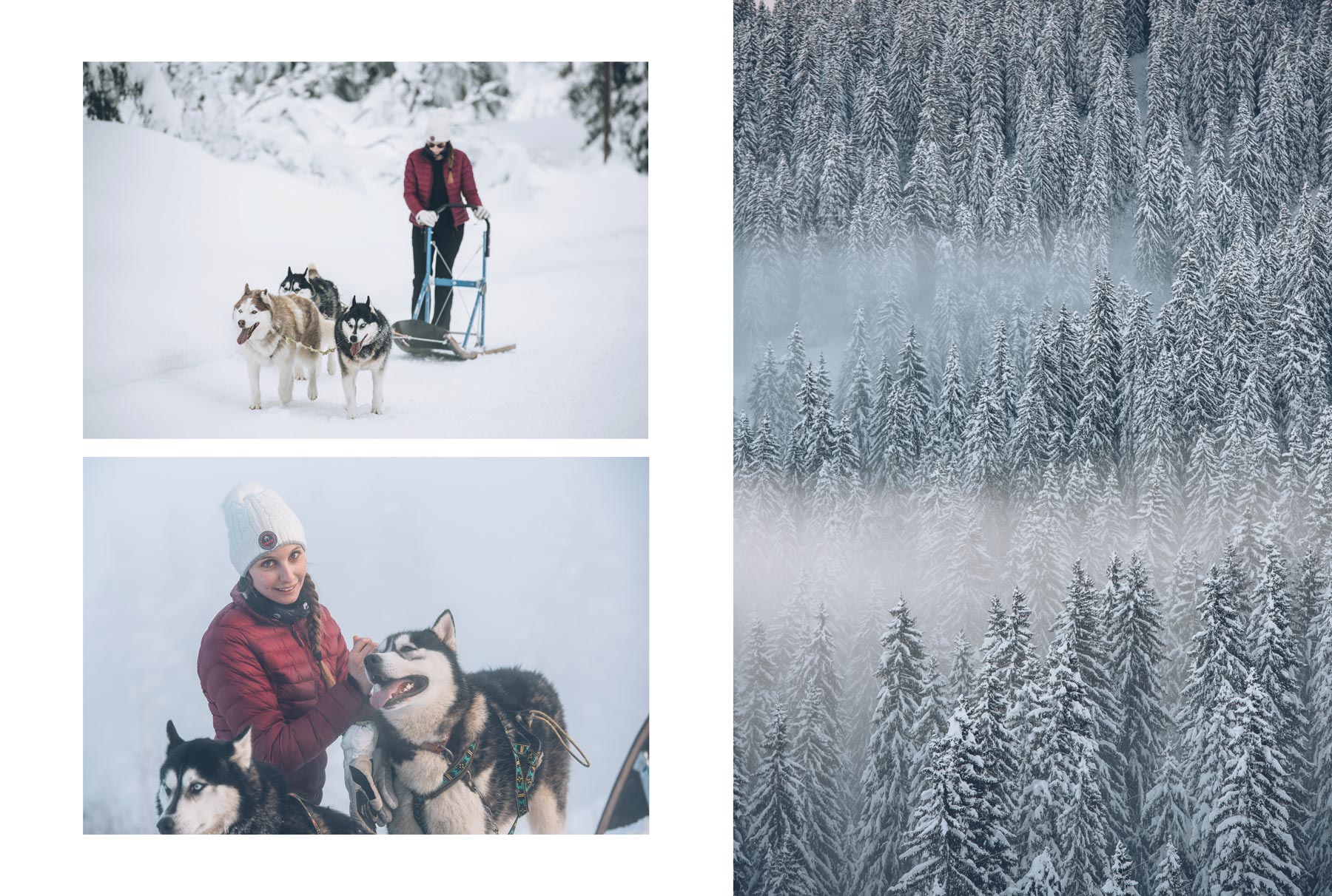 Avoriaz, Faire du chien de traineau dans les Alpes