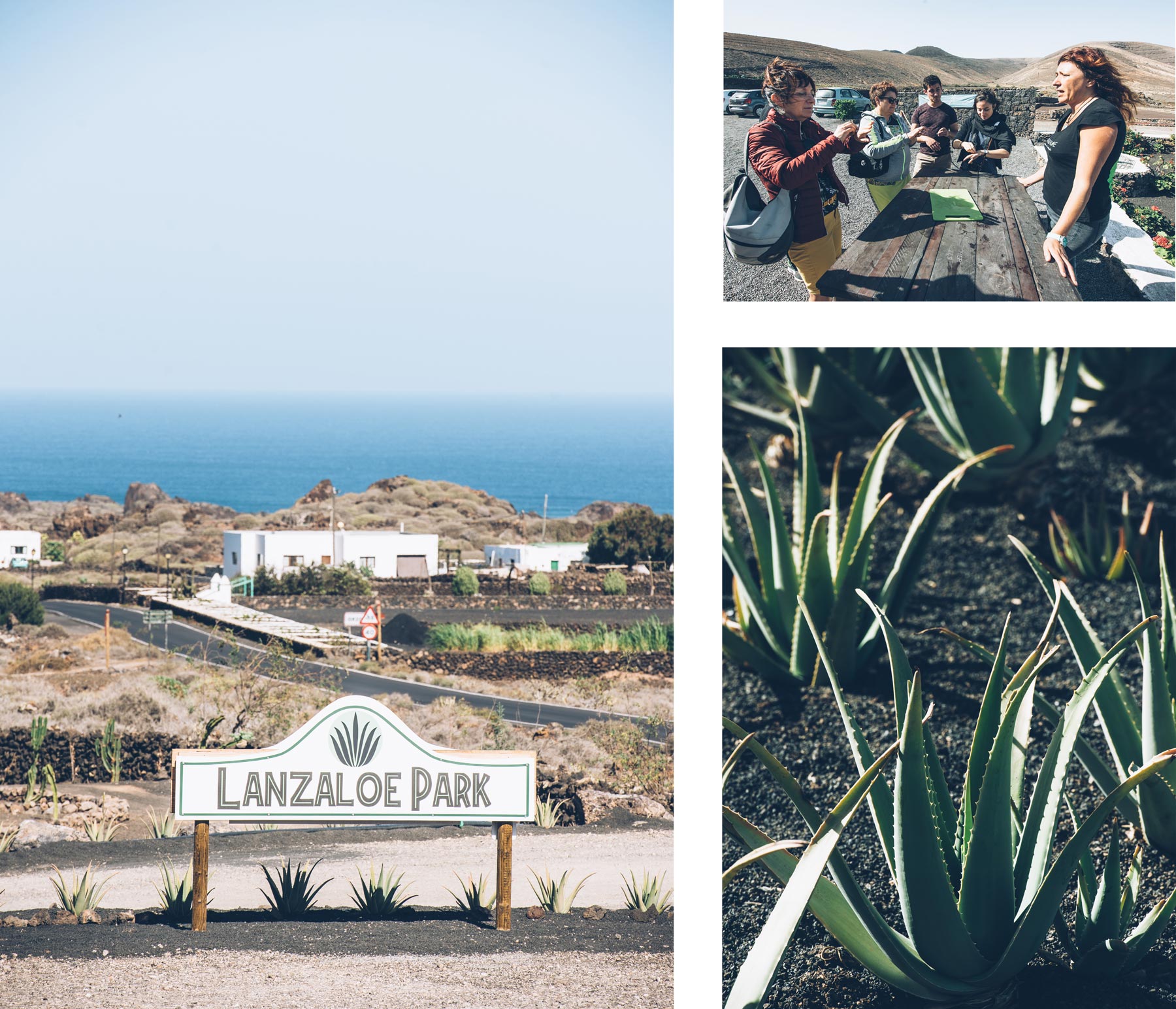 Lanzaloe Park, Aloe vera, Lanzarote