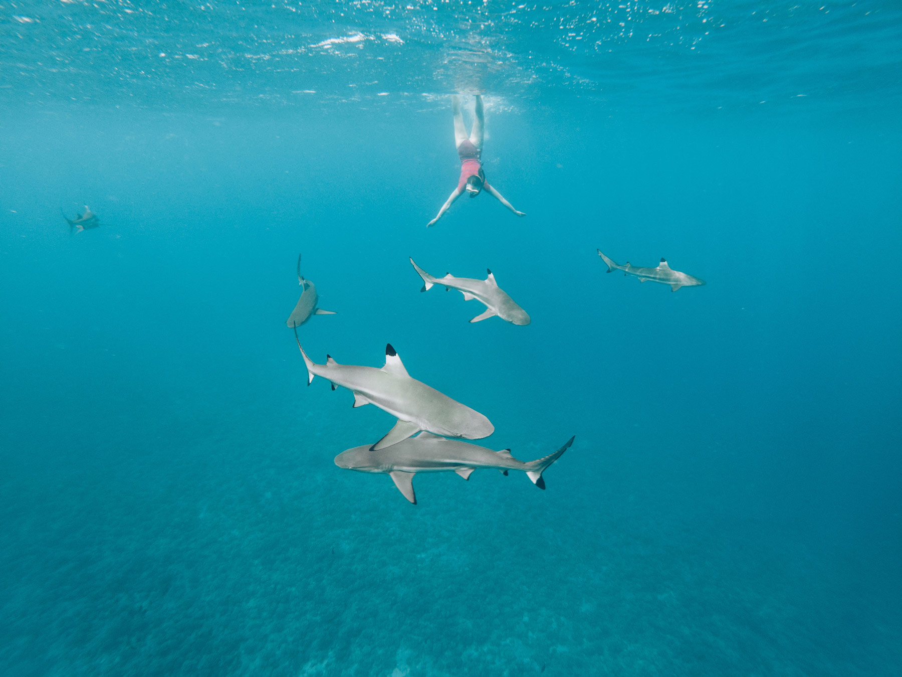 Bora Bora, Requins Pointe Noire
