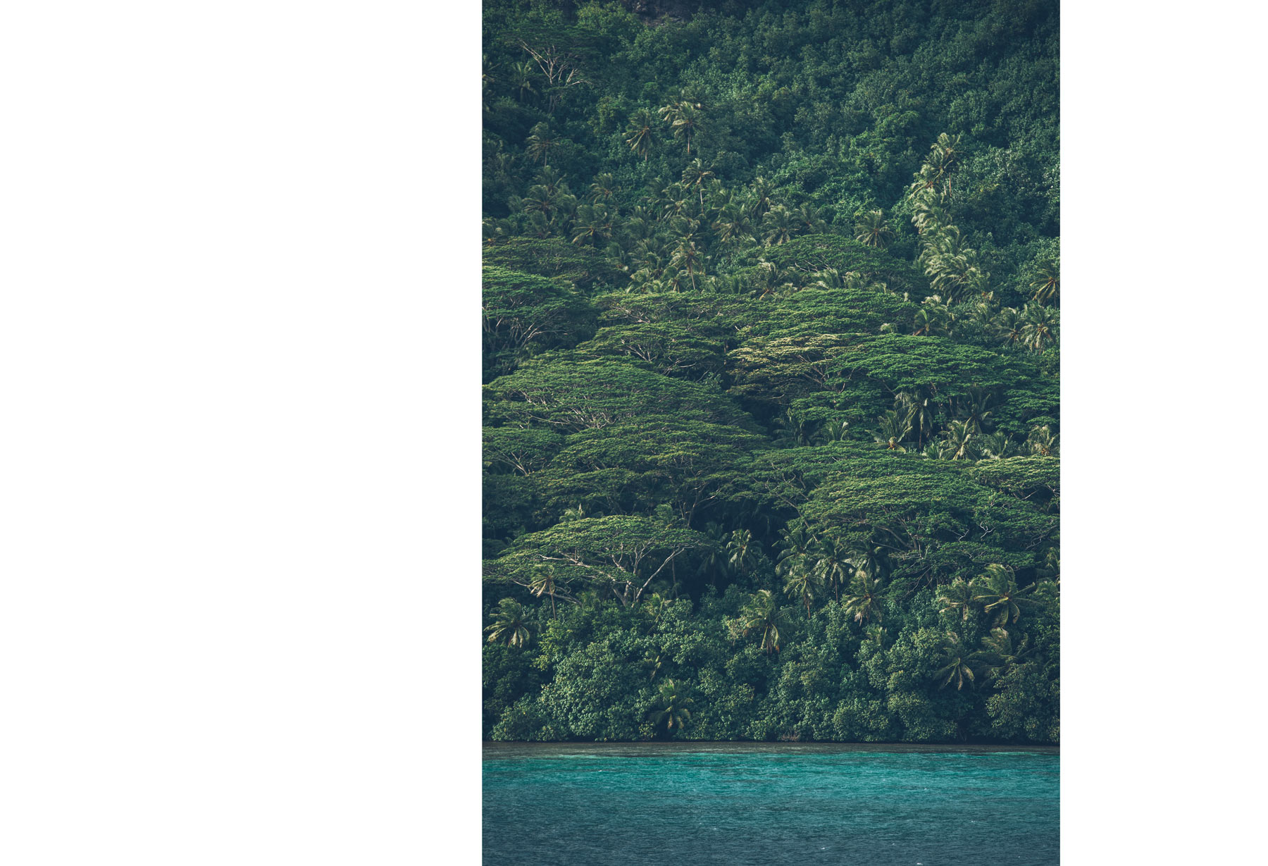 Tahiti, le vert