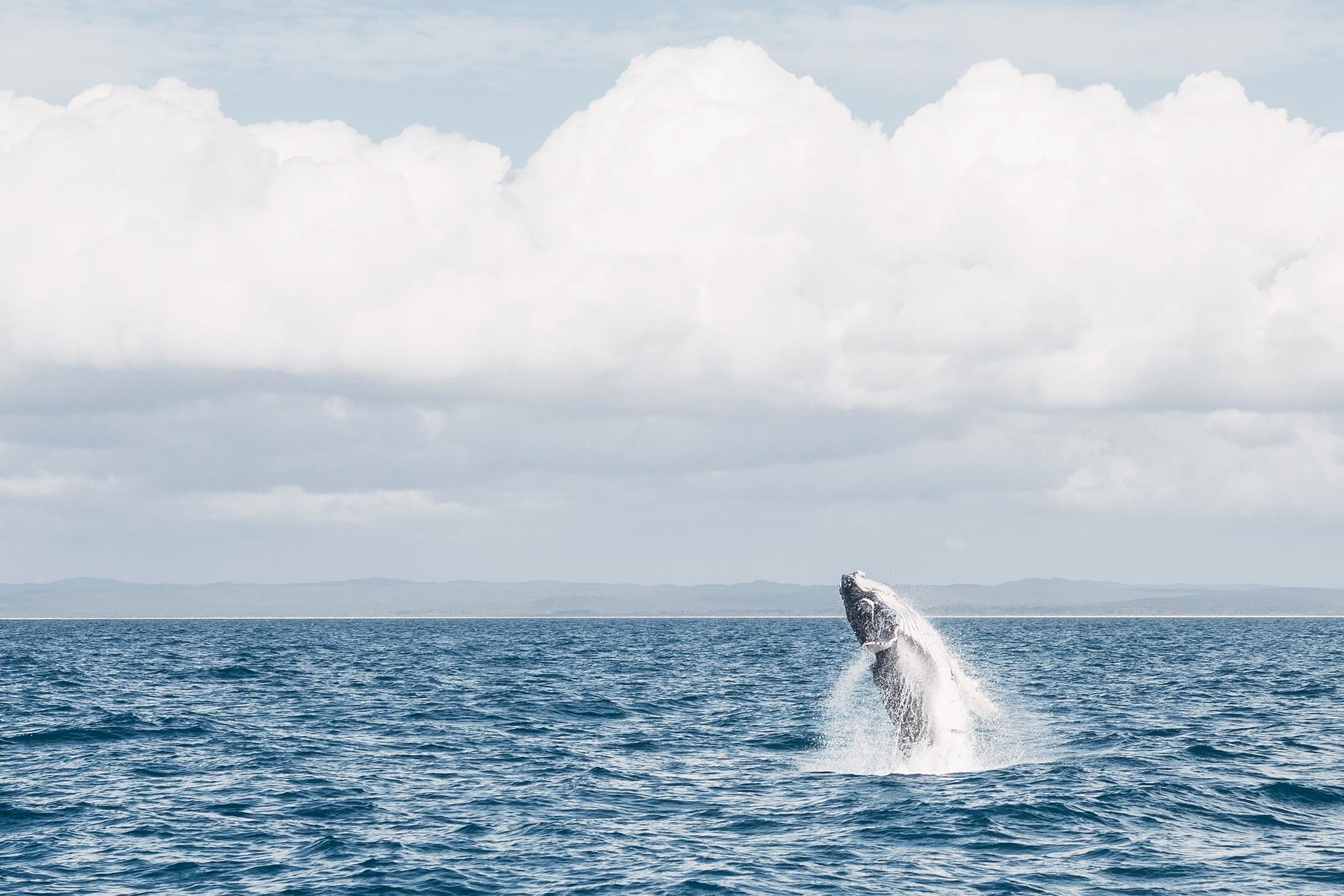 Hervey bay, LE spot pour voir les Baleines en Australie