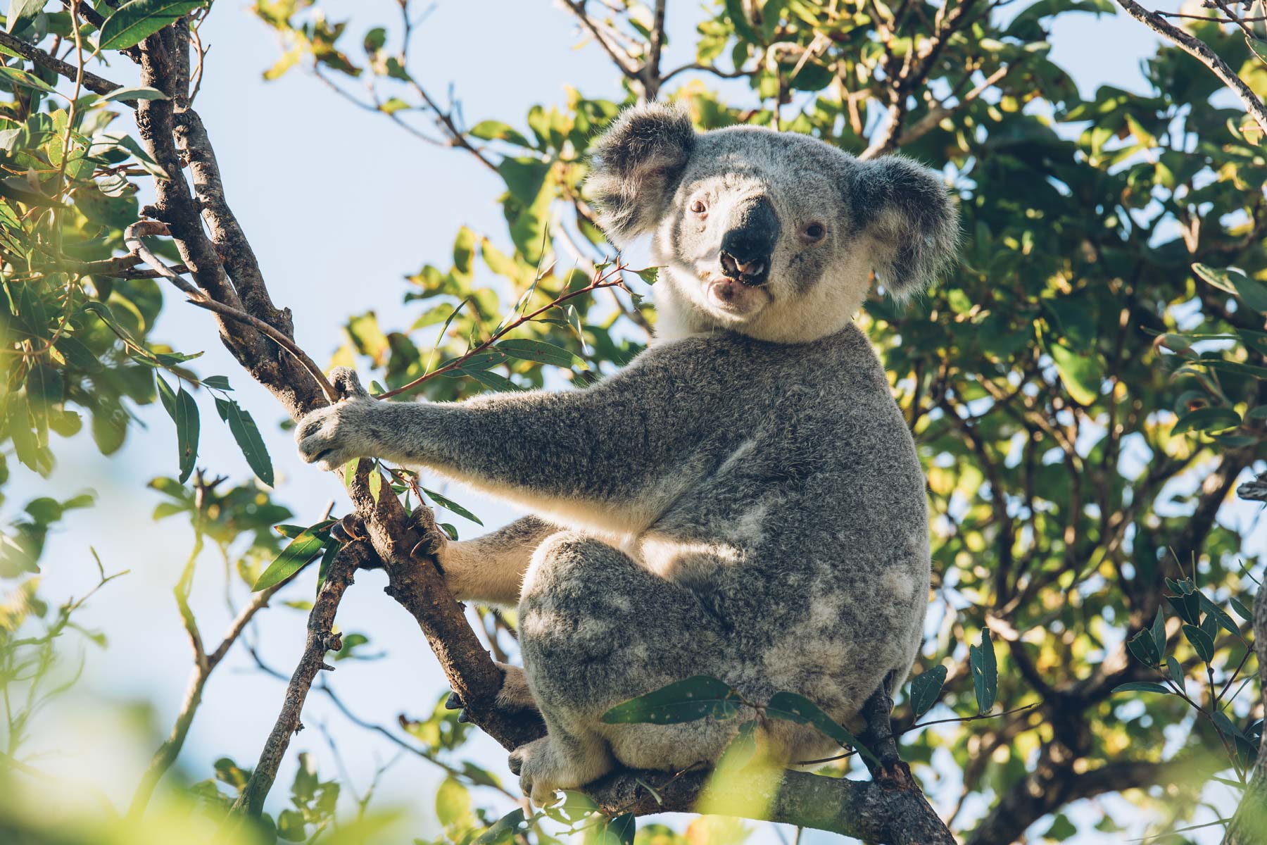 Spot pour voir des koalas: Magnetic Island, Queensland, Australie