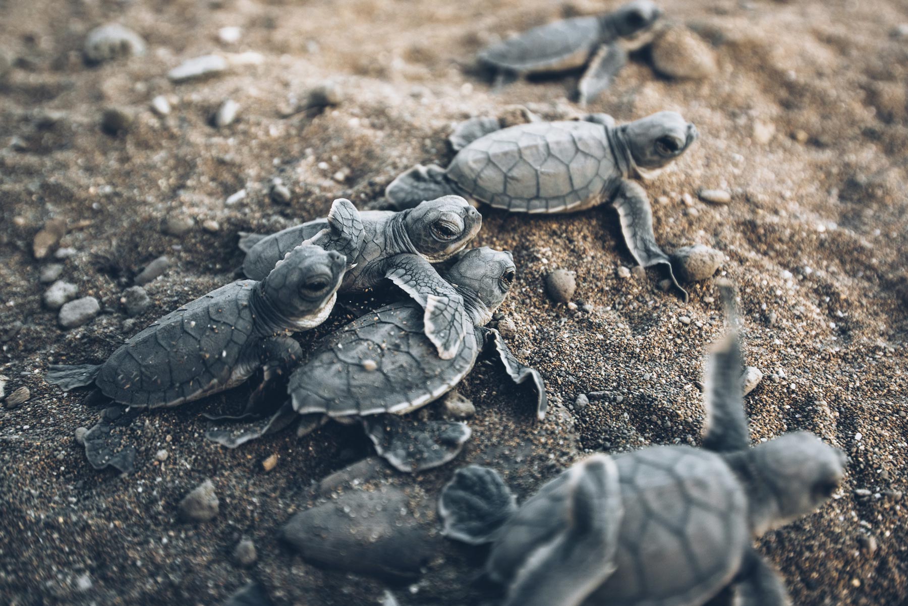 Emergence tortues, plage de Moya, Mayotte