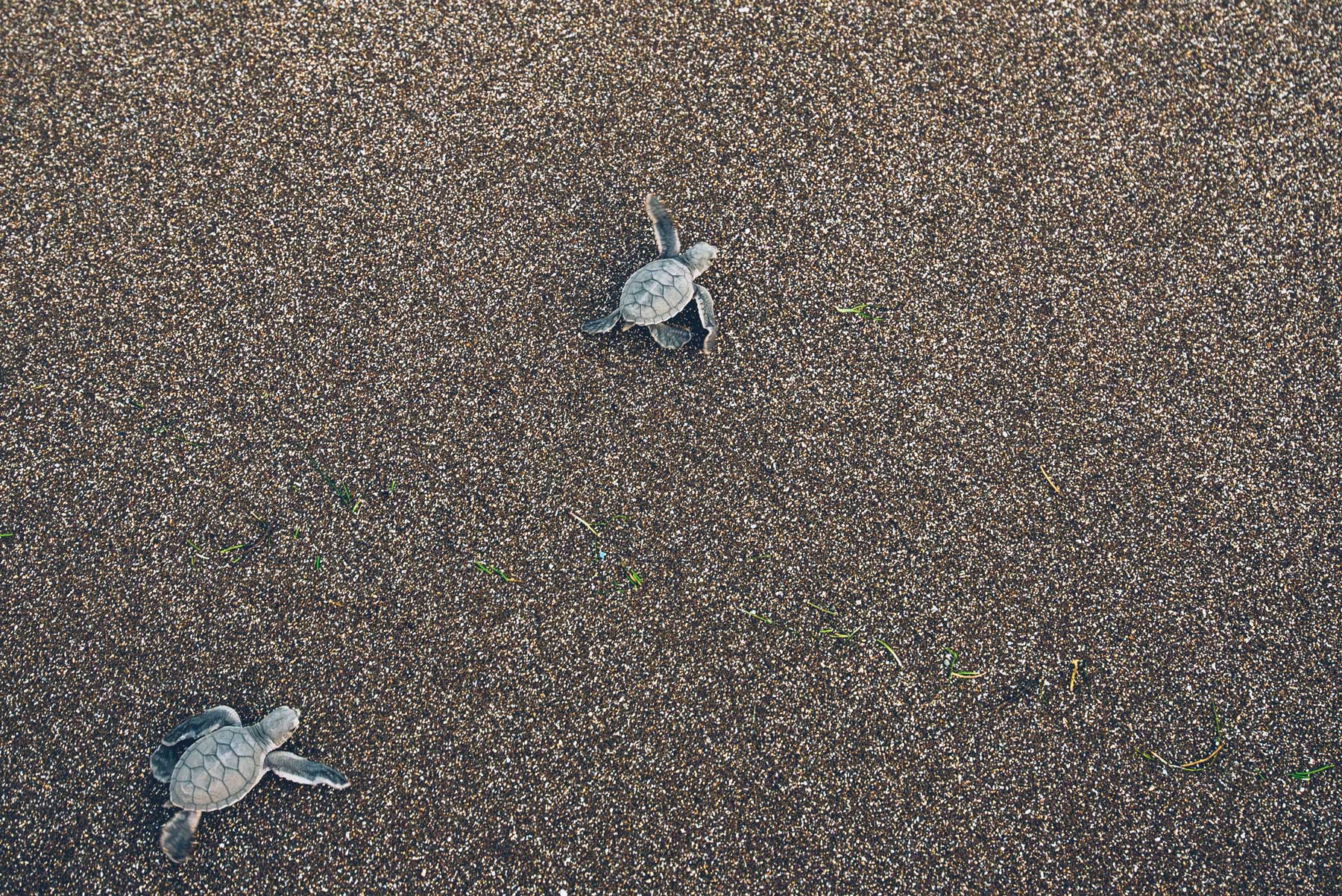 Bébés tortues, Mayotte