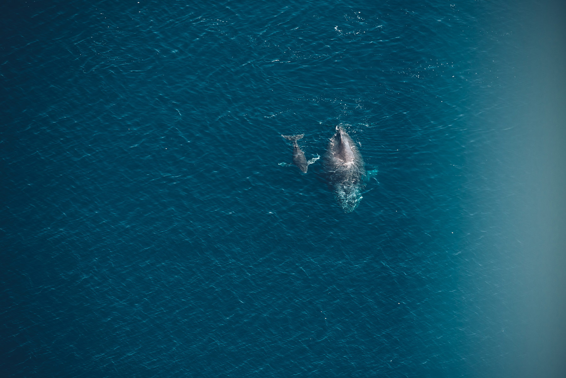 Baleines depuis les airs, Vol ULM avec TipTop, Mayotte