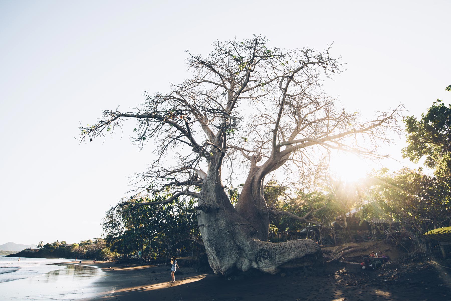 Baobab, plage Sakouli, Mayotte
