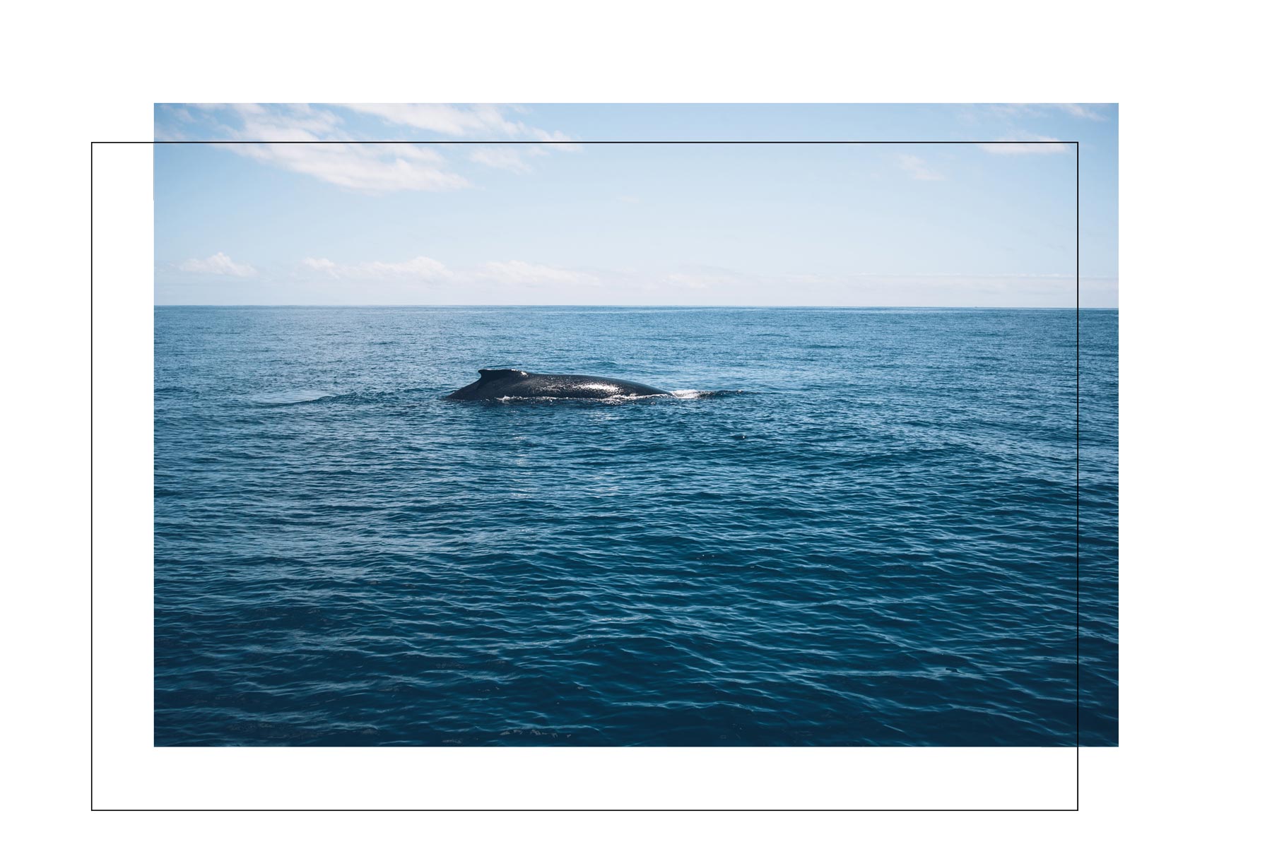 Voir les baleines à Mayotte