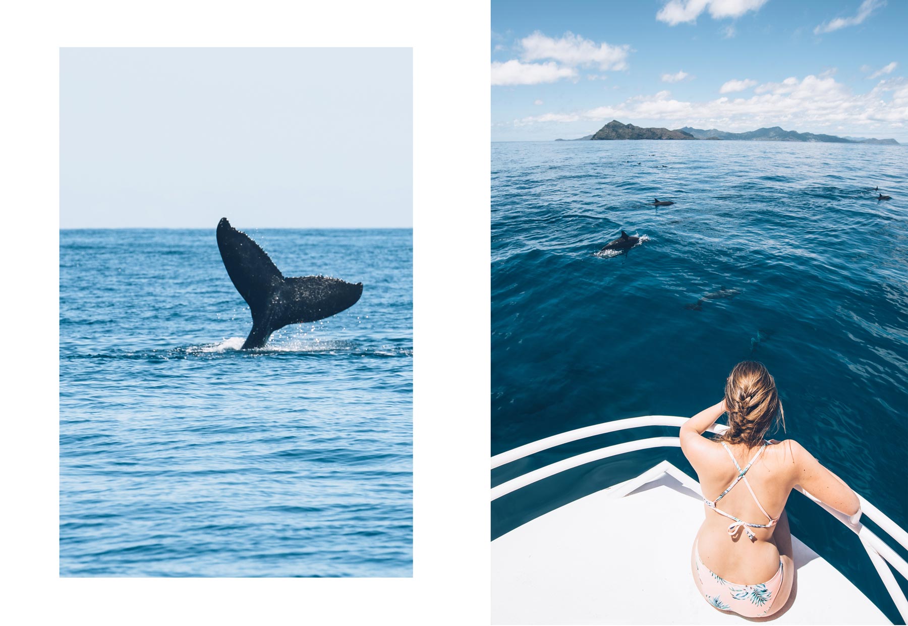 Sortie Baleine à Mayotte