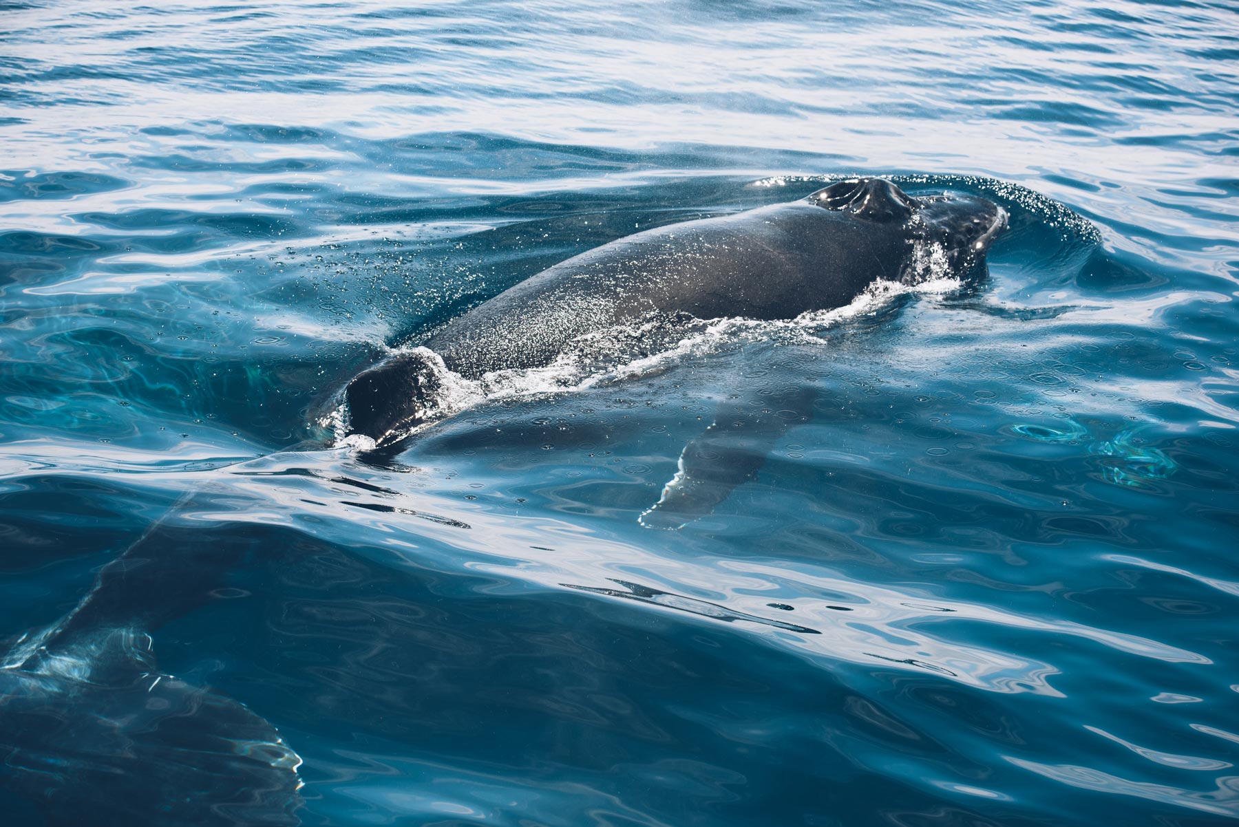 Baleineau dans le lagon de Mayotte