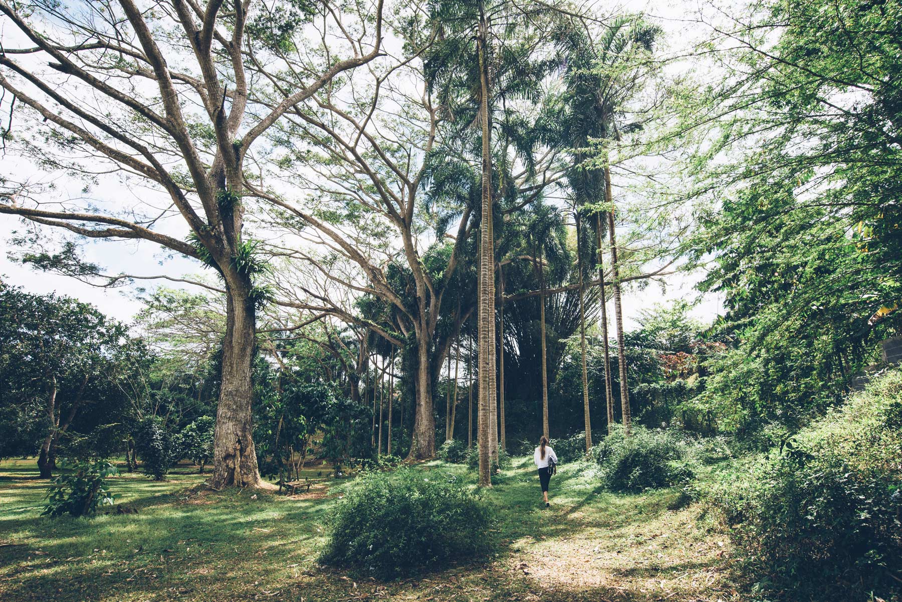 Jardin Botanique de Coconi