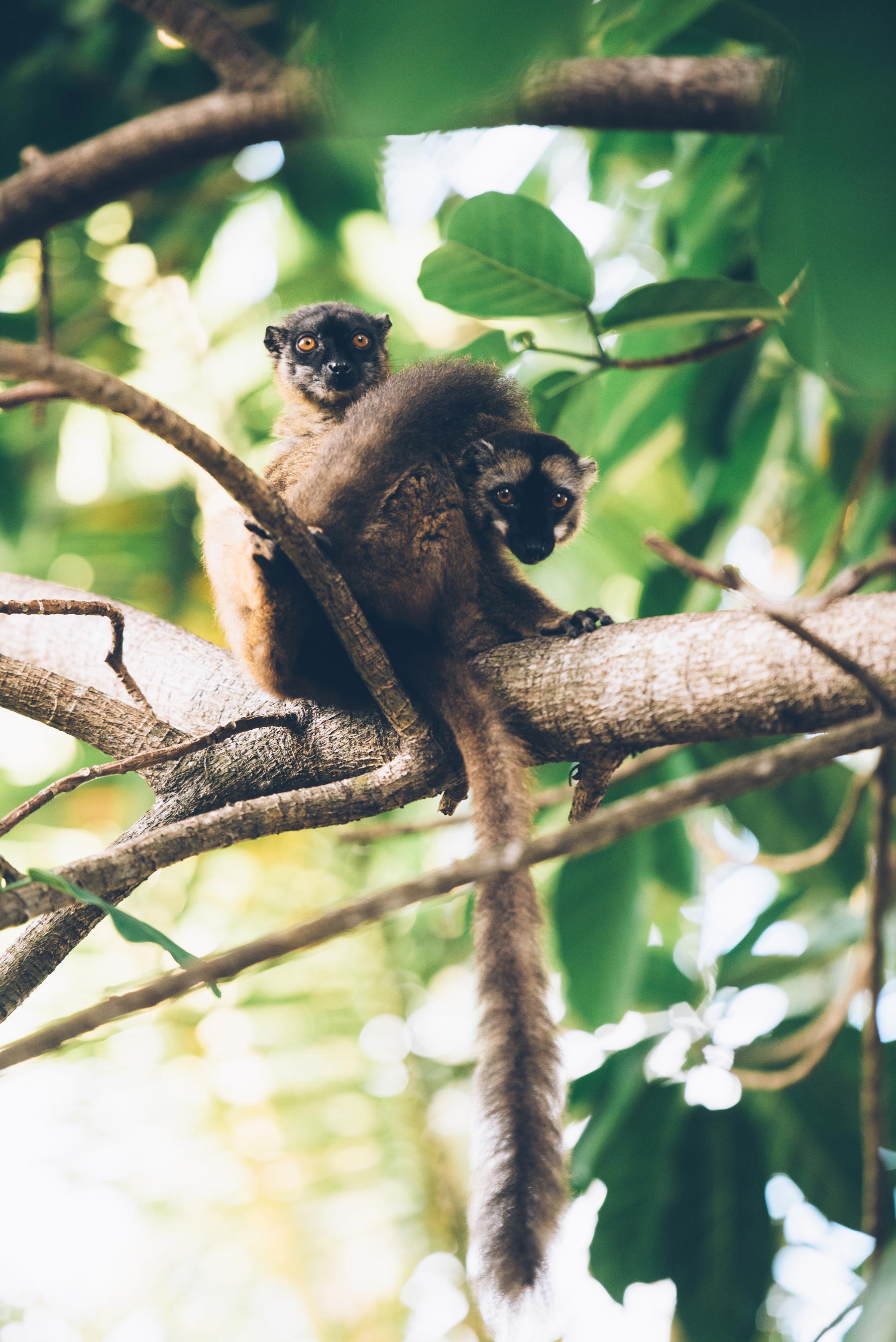 Makis, lémuriens de Mayotte