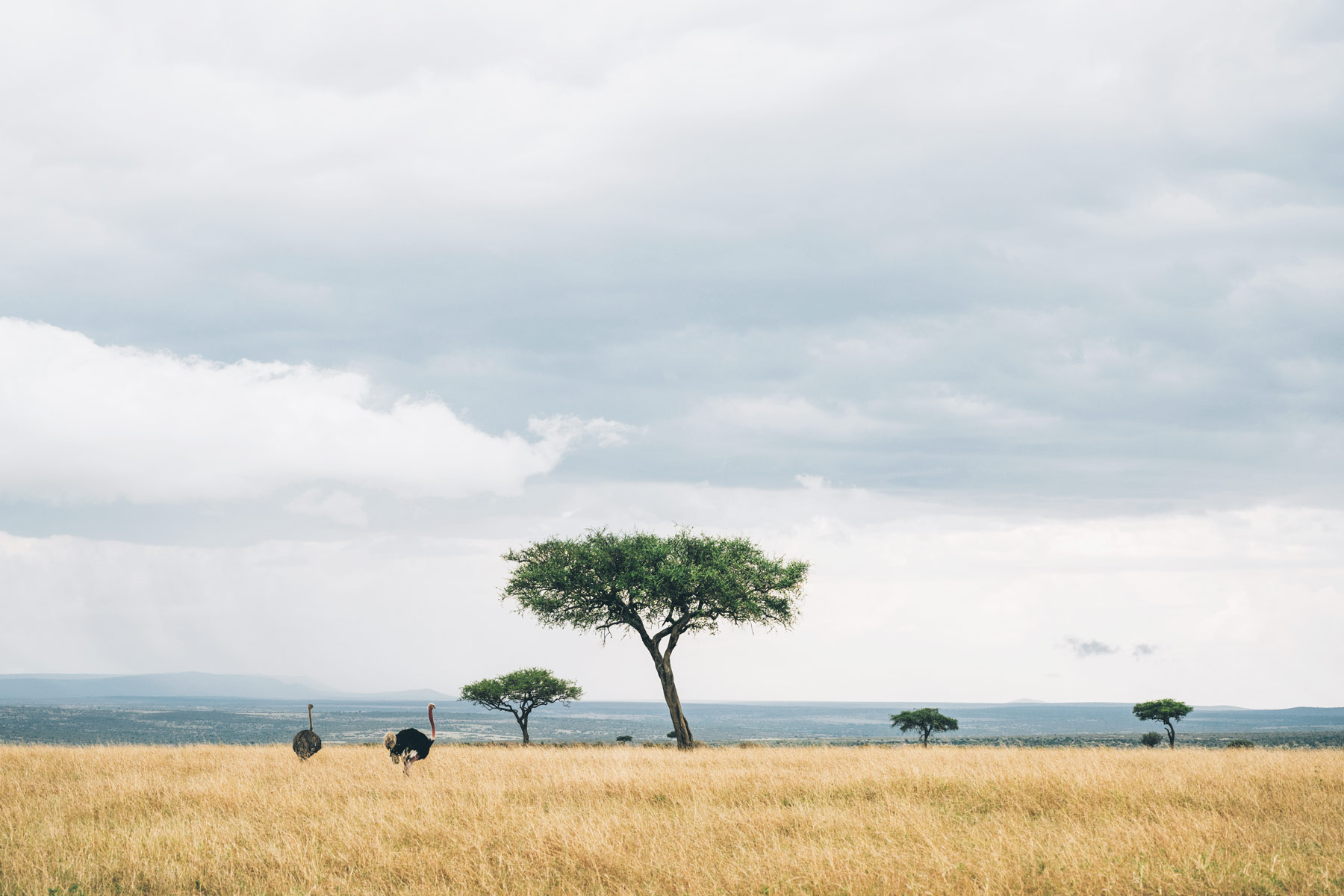 Kenya, Afrique