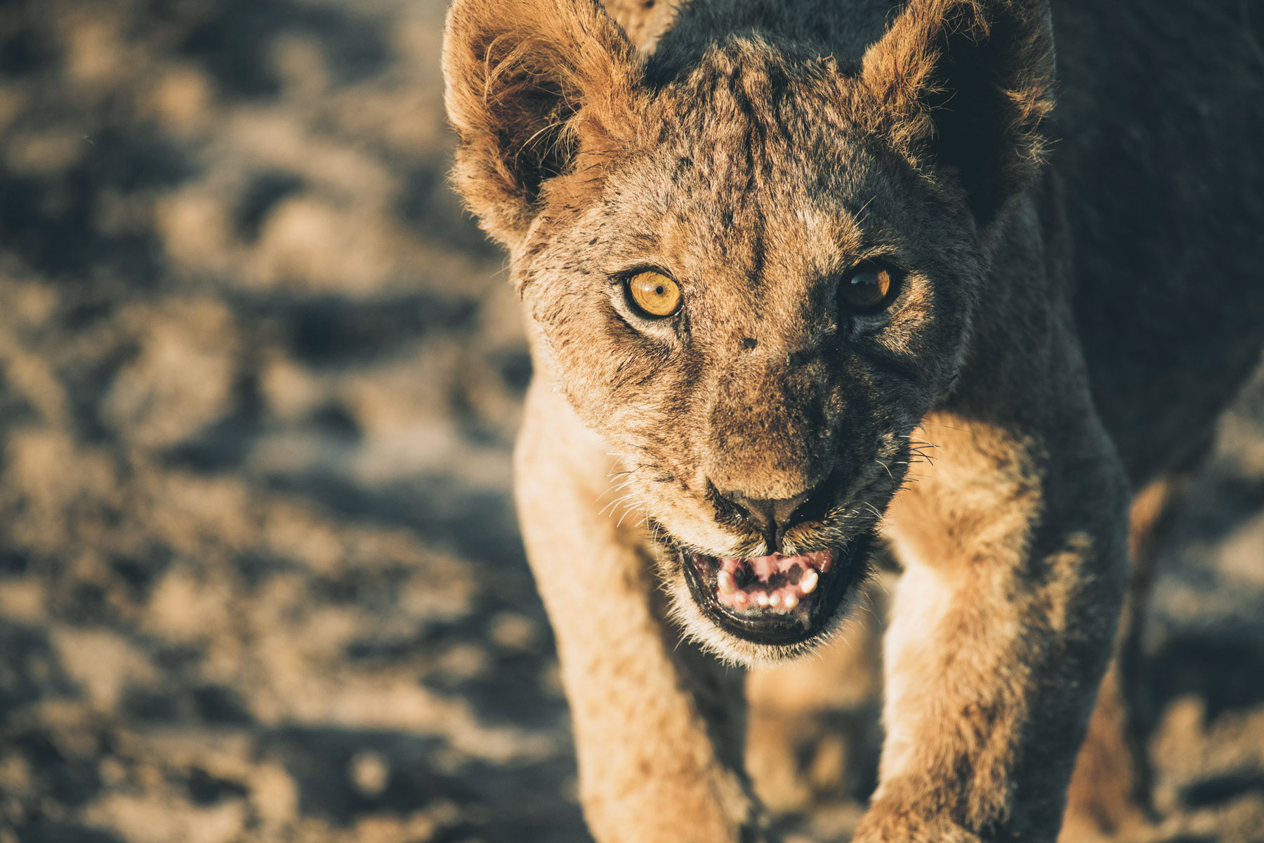 Safari au Kenya, Jeune Lion