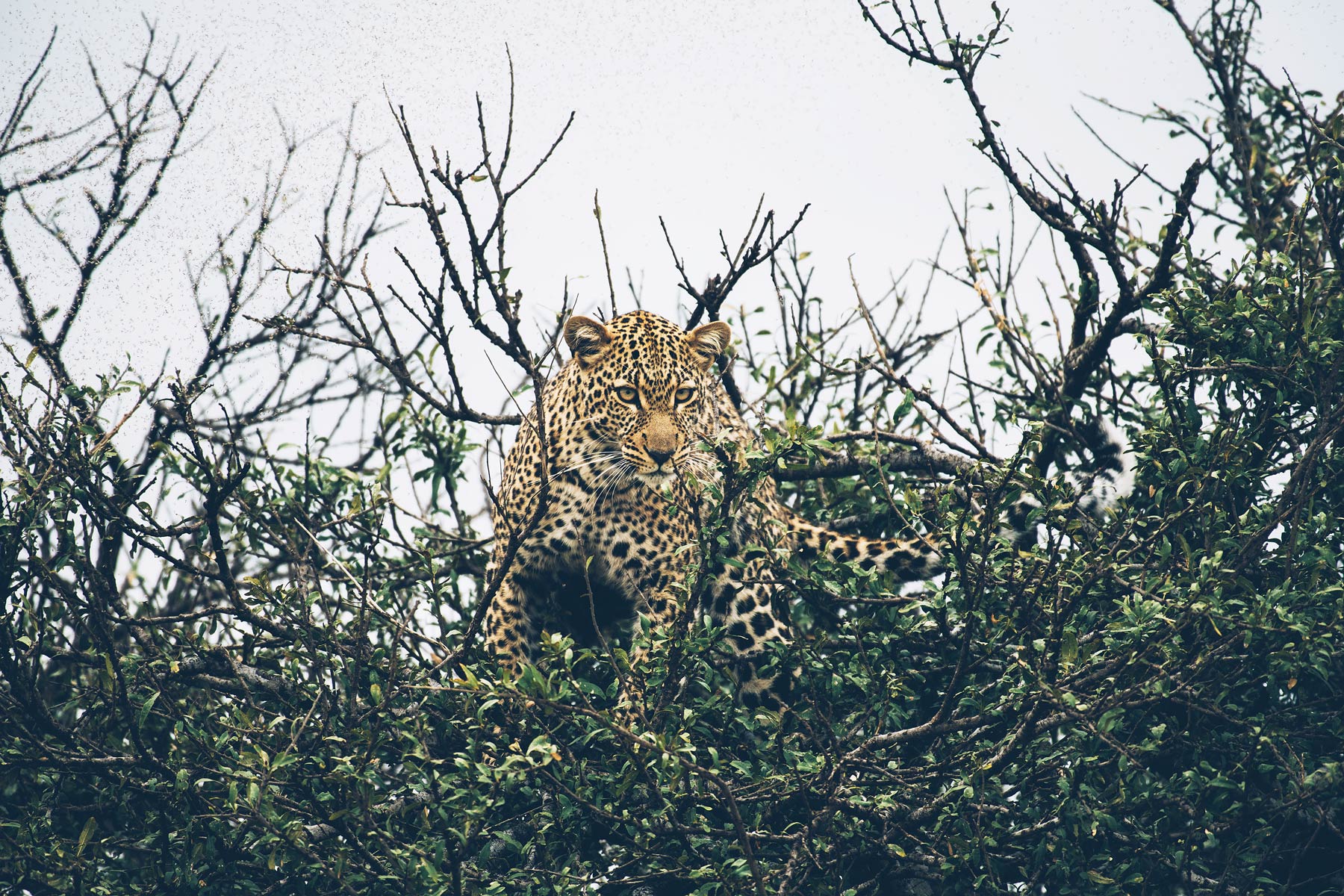 Léopard, Safari au Kenya: Masai Mara
