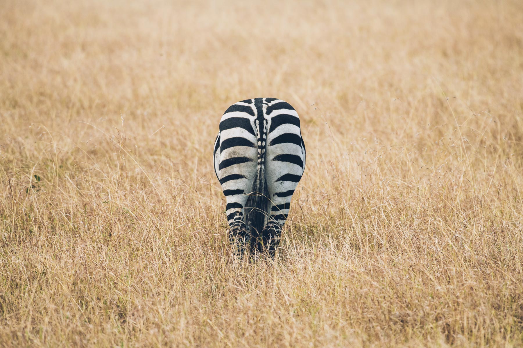 Conseils Photo pour un Safari en Afrique