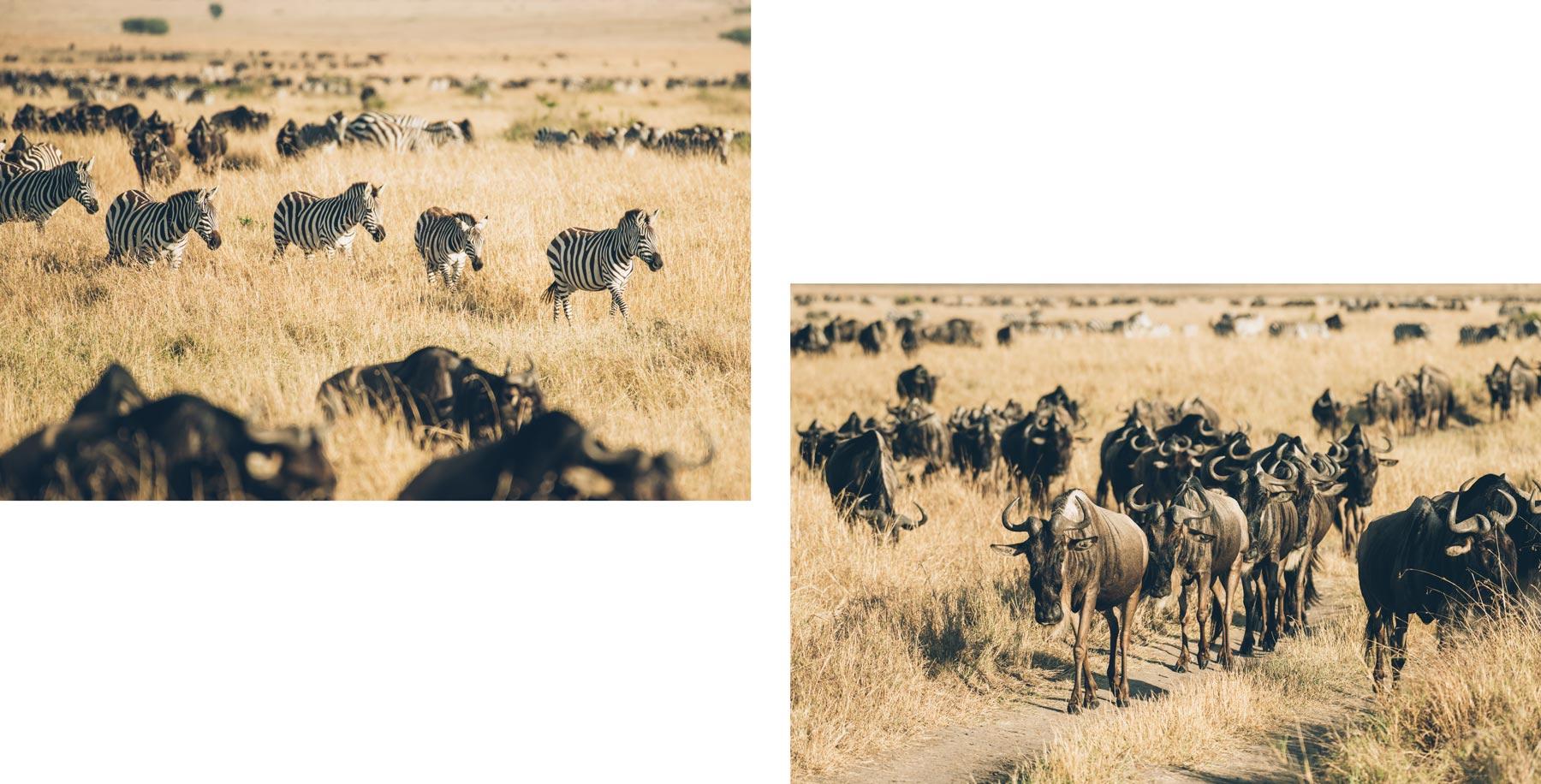 Migration des zèbres et Gnous au Kenya à Masai Mara