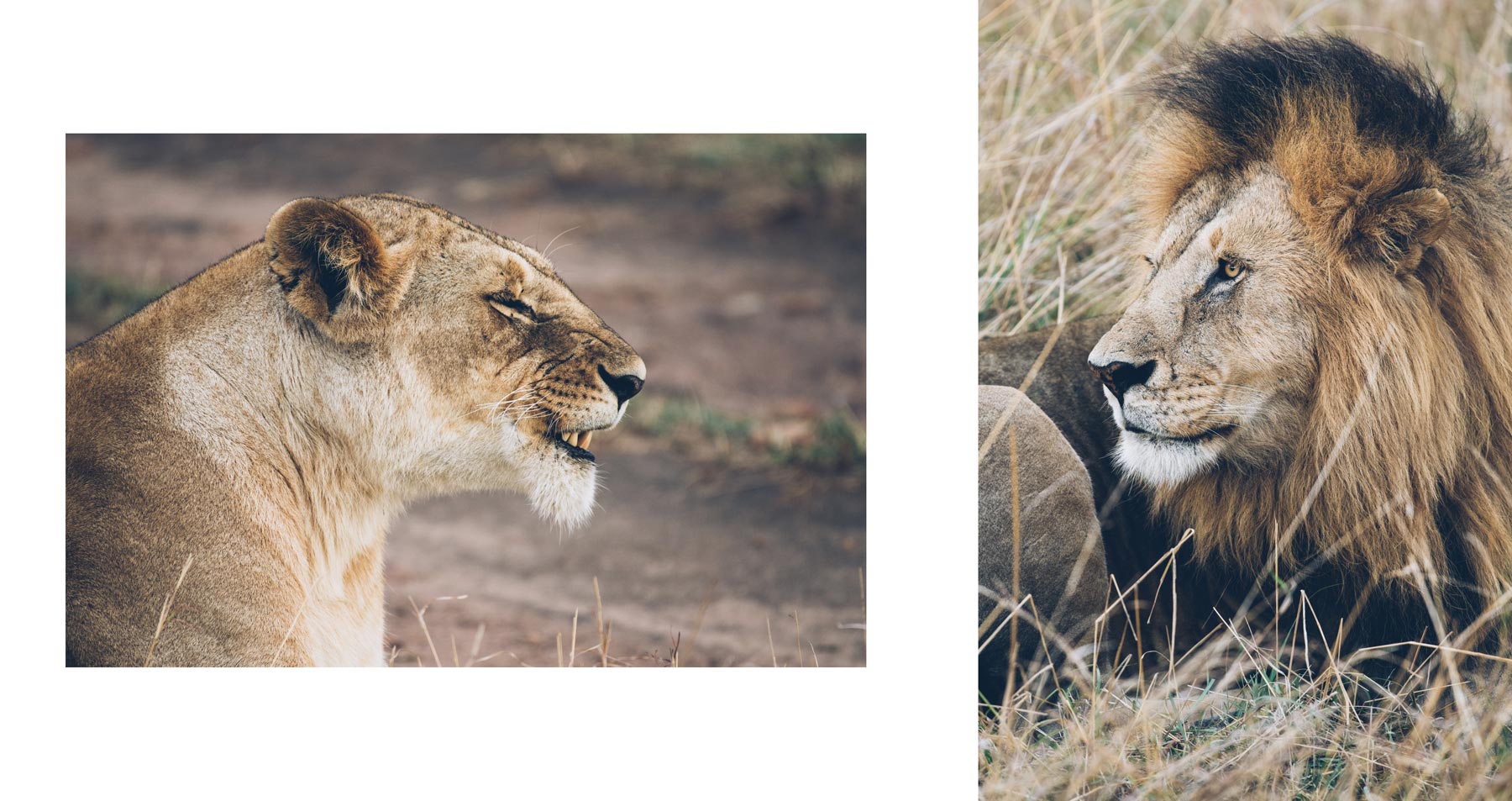 Safari au Kenya, Lion et Lionne