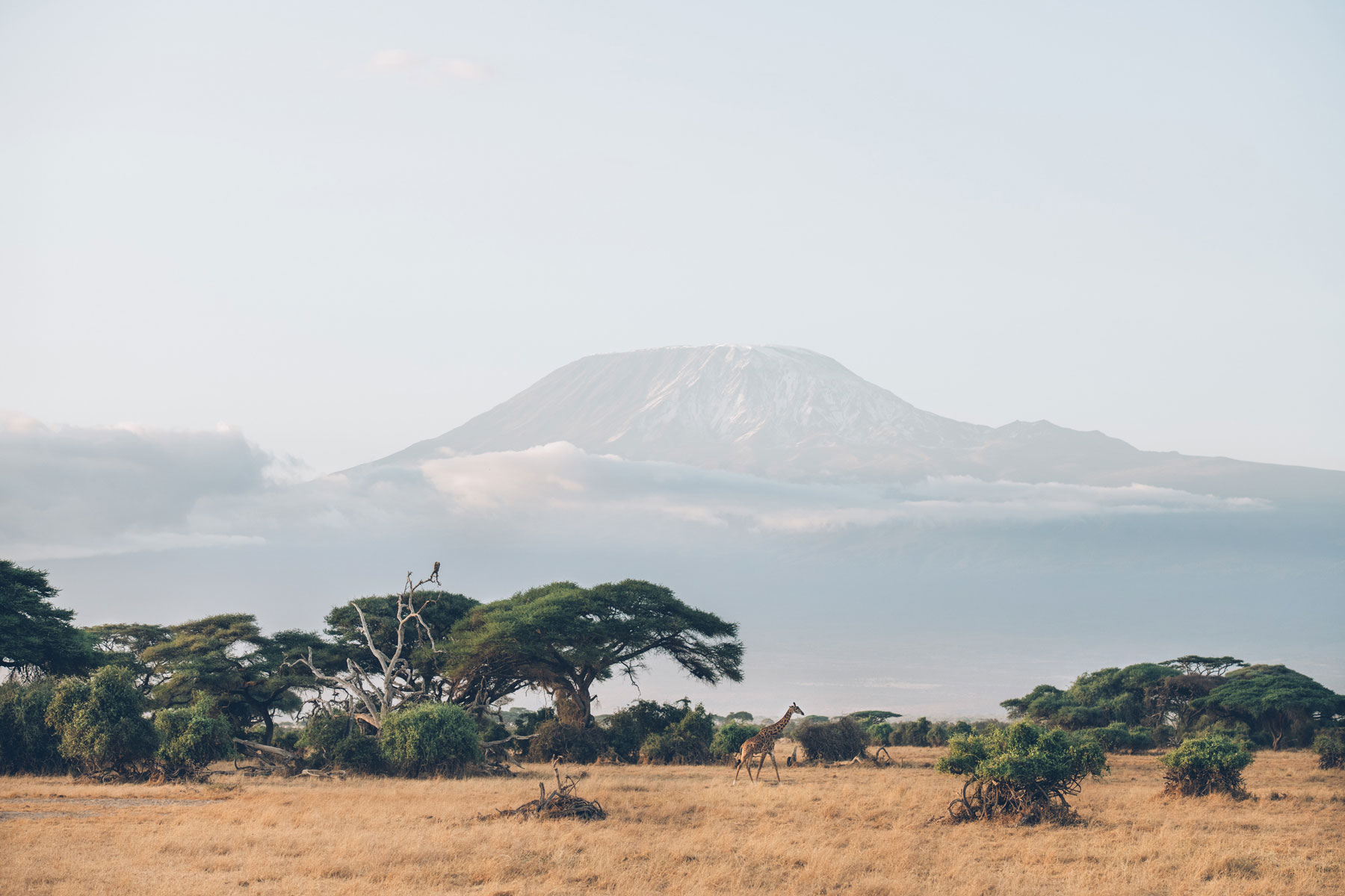 Vue sur le Kilimandjaro depuis le parc national d'Amboseli, Kenya