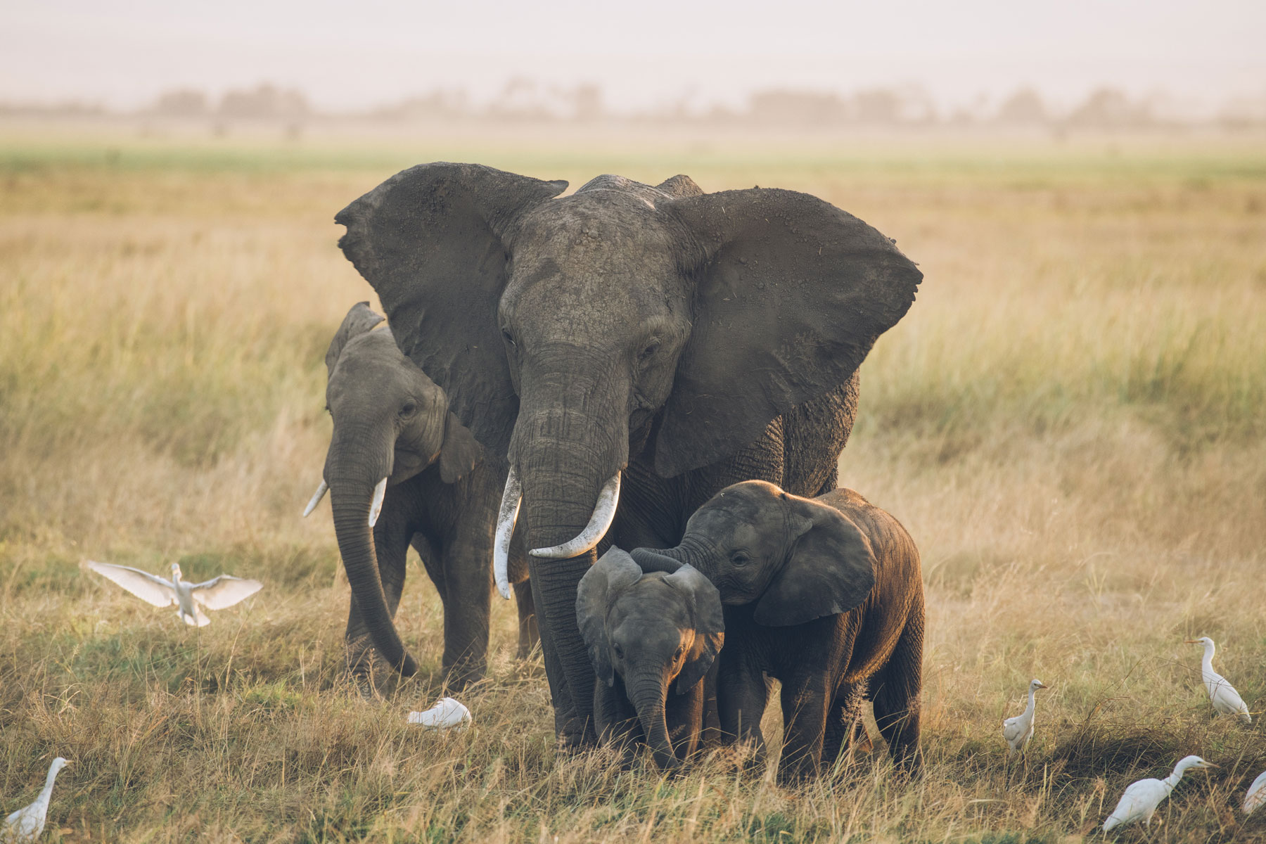 Eléphants, Parc National Amboseli, Kenya