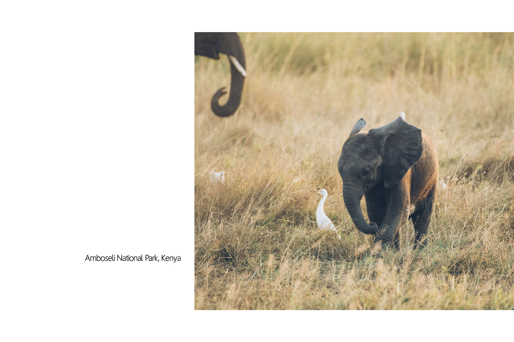 Eléphanteau, Parc National Amboseli, Kenya