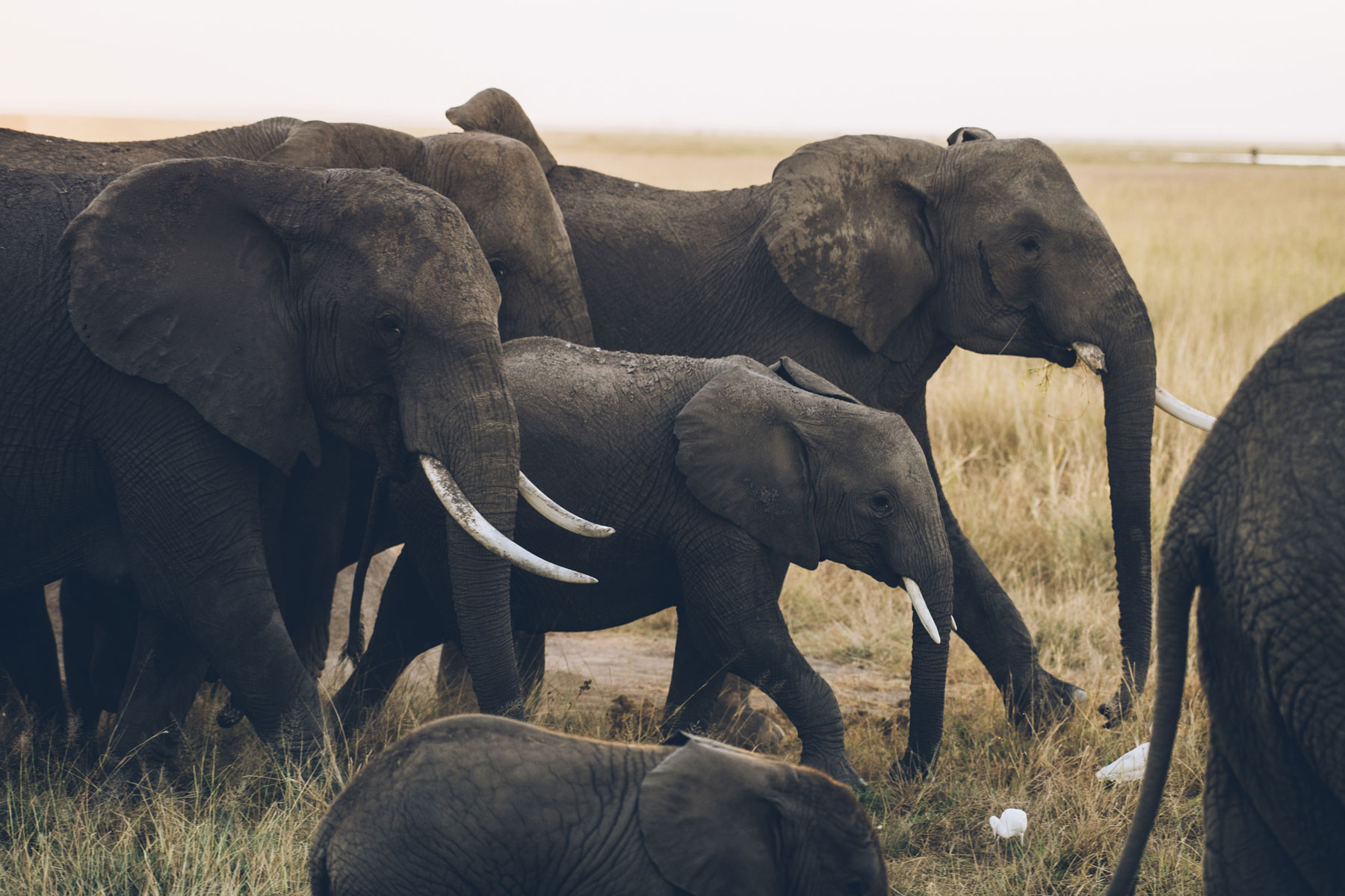 Troupeau d'Eléphants, Parc National Amboseli, Kenya