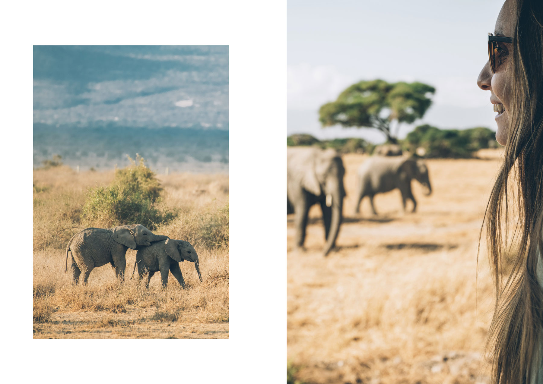 Eléphants, Parc National Amboseli, Safari Kenya