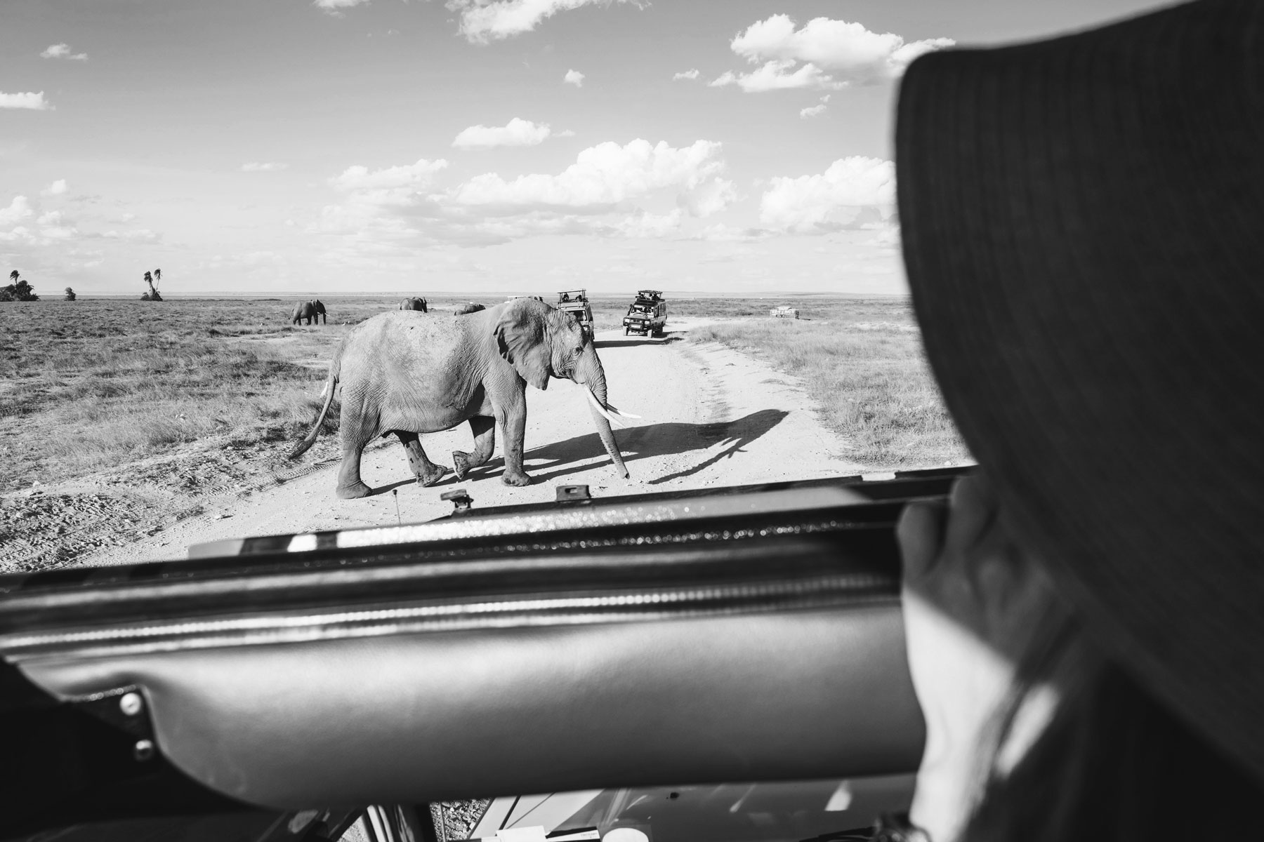 Safari éléphants, Amboseli, Kenya