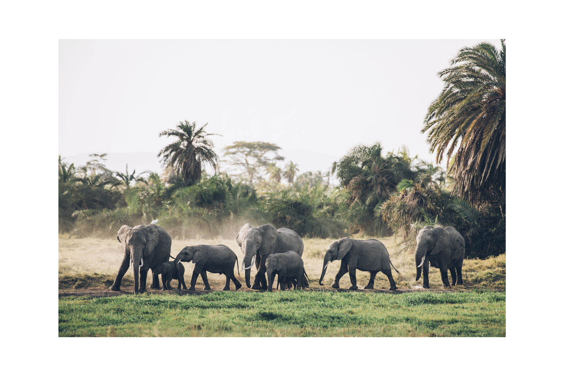 Eléphants, Parc National Amboseli, Kenya