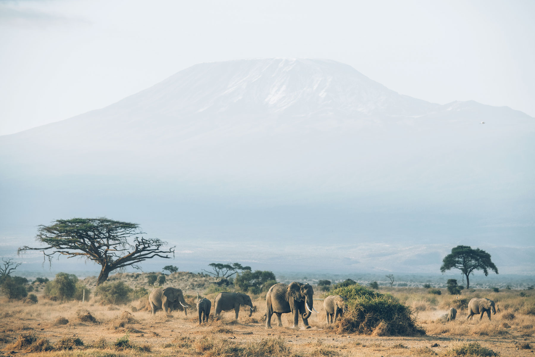 Eléphants devant le Kilimandjaro, Parc National Amboseli, Kenya
