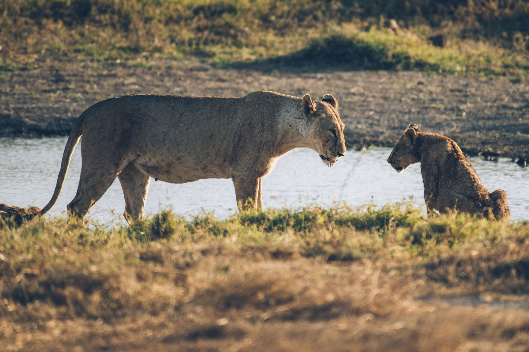 Lions, Parc National Amboseli, Kenya