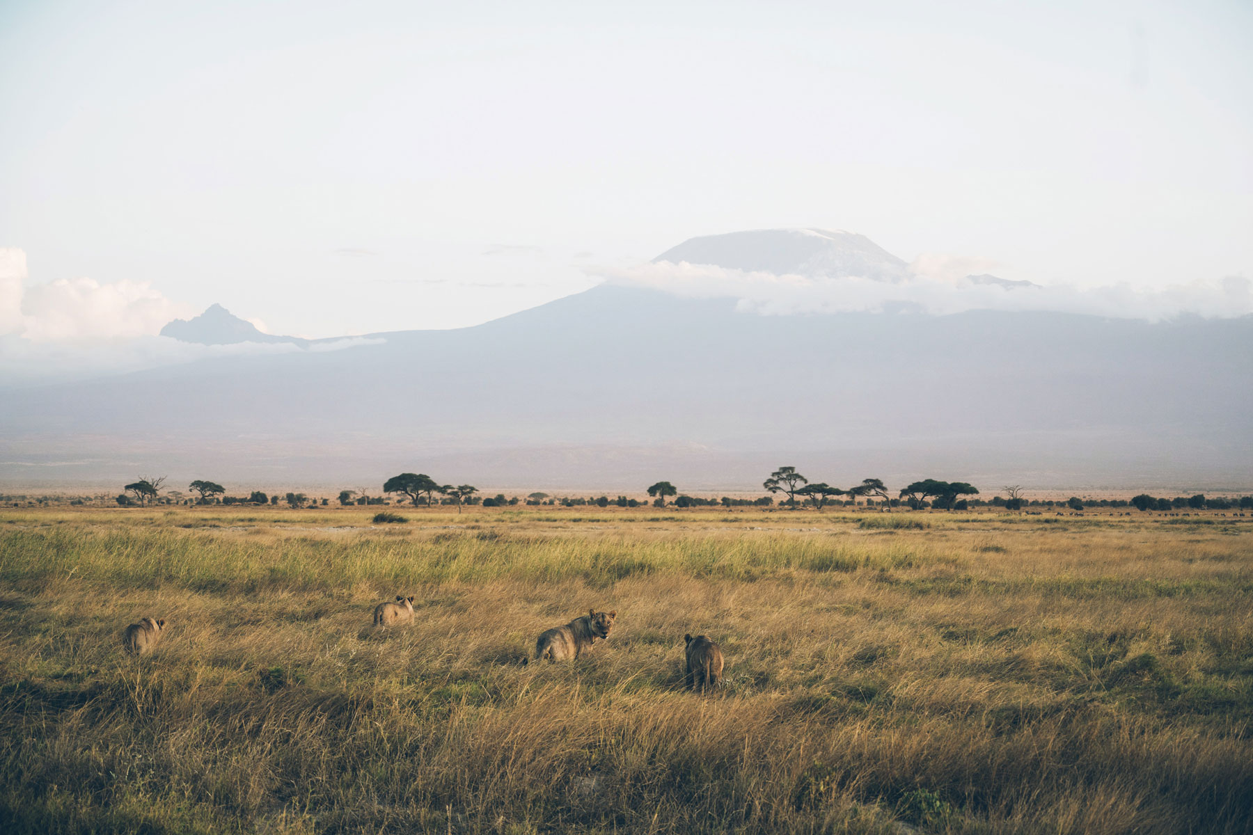 Safari, Parc National Amboseli, Kenya